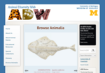 Animal Diversity Web - Museum of Zoology