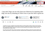 Copy that! Dogs can not only learn new behaviors by imitating other dogs, but also by imitating us! Here's how to put this skill