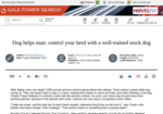 Dog helps man: control your herd with a well-trained stock dog