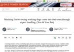Mushing: Snow-loving working dogs come into their own through expert handling